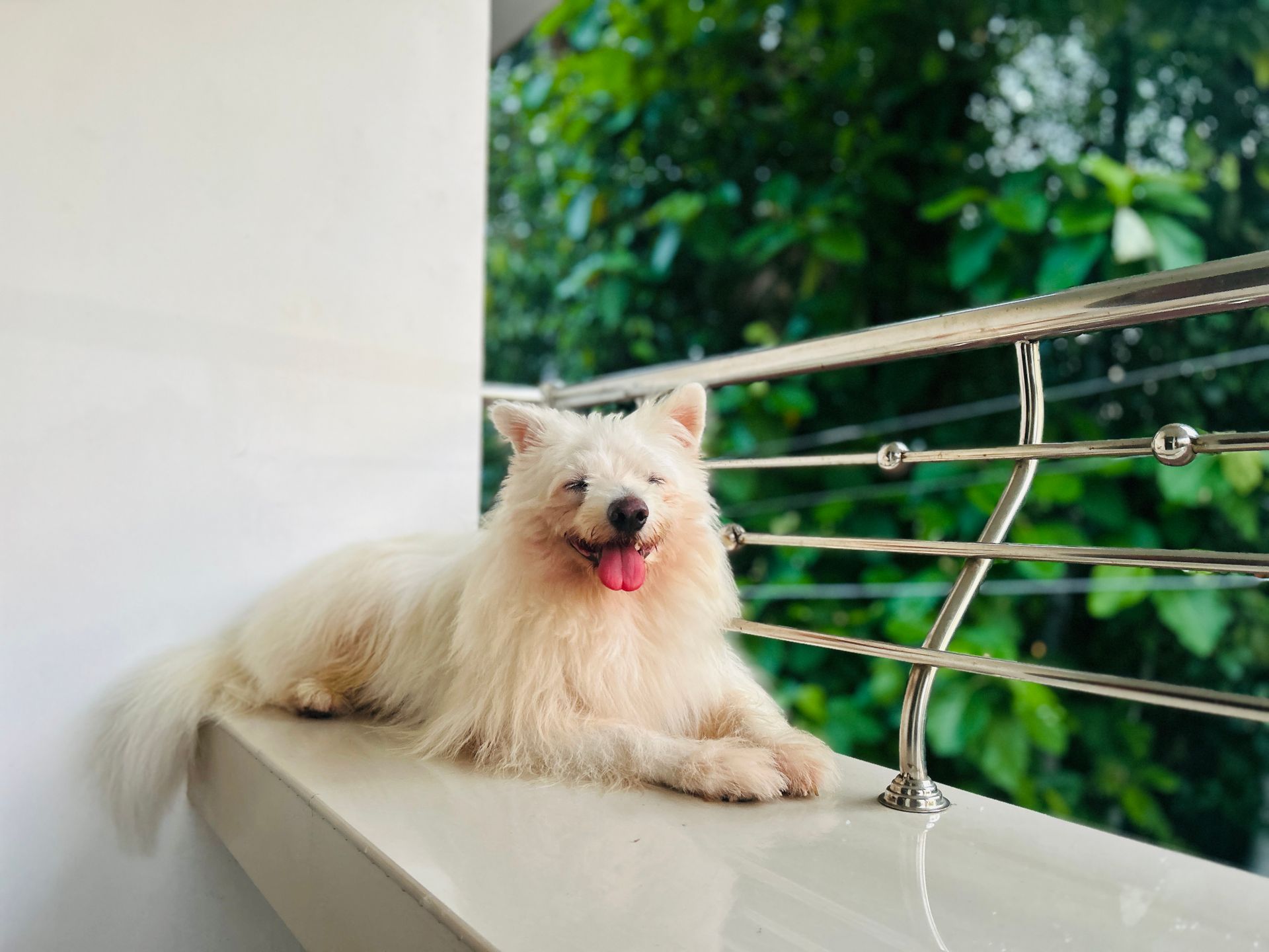Pet-Friendly Living